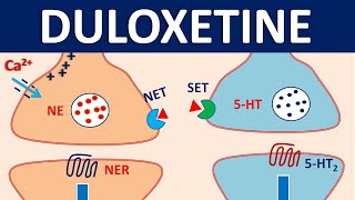 Duloxetine cymbalta  Mechanism precautions interactions amp uses [upl. by Eutnoj]