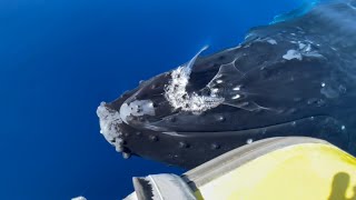 Humpback Whale Touches Boat Ultimate Whale Watch Maui Hawaii [upl. by Nhguavoj]