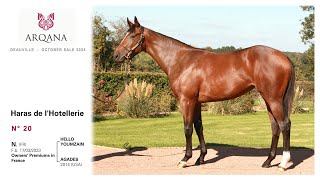 Arqana October Yearling Sale 2024  N° 20 F  Hello Youmzain présentée  le Haras De LHotellerie [upl. by Faunie]