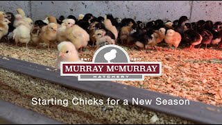 Starting Chicks for a New Season  McMurray Hatchery [upl. by Laurin]