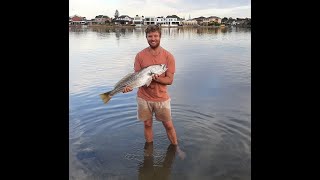 88cm morning mulloway [upl. by Atirehc]