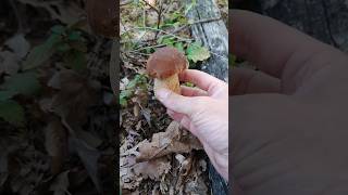 Beautiful porcini porcinimushrooms pilze fungi foraging porcini wildmushrooms shorts short [upl. by Trina281]