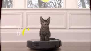 Cats vs Robot Vacuum CatsWin [upl. by Atsyrk315]