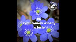 10 symptomów wiosny w lesie [upl. by Migeon]