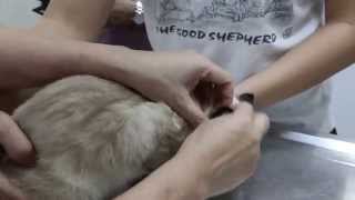 A cat has bald patches on the body and backside Pt 1 [upl. by Nepean]