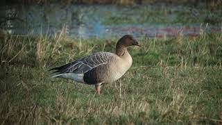 Pink footed Goose Kleine rietgans Munnikenpolder The Netherlands Luuk Punt 240210 2 [upl. by Wincer]