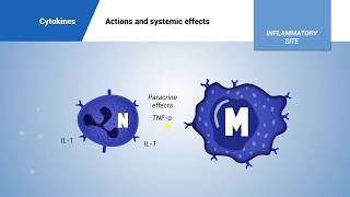 Cytokines actions and systemic effects [upl. by Aynad971]