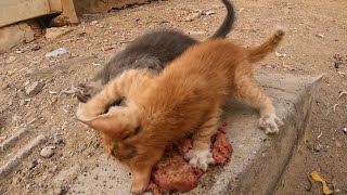 A kitten was attacked by an angry orange cat [upl. by Mcclelland911]