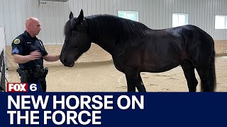 New Milwaukee police horse to join mounted patrol  FOX6 News Milwaukee [upl. by Blackman]