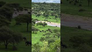 Elephant extravaganza massive herd descends on Tarangire Safari Lodge [upl. by Narra957]