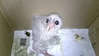 Baby barn owl scream [upl. by Sullecram]