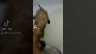 maya puppy pets köpek dogs cute doglife shortvideo animalshorts poodle [upl. by Alcot]