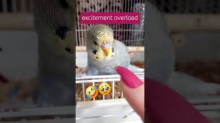 three month old babybudgie Neos cutebudgie sounds birdlovers newyoutuber subscribehere [upl. by Theresa]