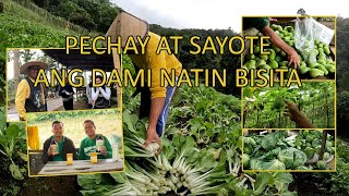 PECHAY SAYOTE AT ANG DAMI NATIN BISITA [upl. by Atteiram]