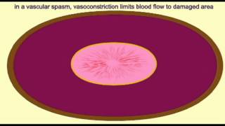 AP2 EXAM 1 VASCULAR SPASM [upl. by Brause]