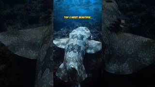 Wobbegong  Carpet Shark  TOP 5 Most Beautiful [upl. by Imak]