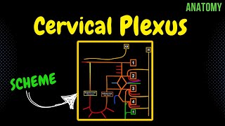 Cervical Plexus EASY Scheme  Anatomy [upl. by Barthol]