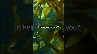 Is kelp good for you [upl. by Thenna832]