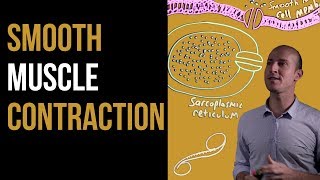 1 Minute Recap  Smooth Muscle Contraction [upl. by Luehrmann]