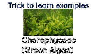 Awesome trick to learn examples of Chlorophyceaegreen algae NCERTplant kingdom [upl. by Inez826]