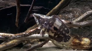 Ctenopoma weeksii Mottled Bushfish on the hunt [upl. by Jordanson]