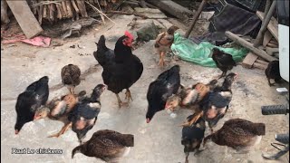 Techniques for raising freerange chickens in a paddock or backyard system [upl. by Atilrep]