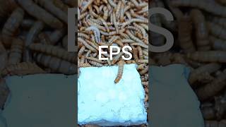 Mealworms Vs Styrofoam timelapse mealworms insects food wormlapse insects fruit shortsfunny [upl. by Zildjian]