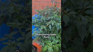 Overwintering Pepper plants 🪴 [upl. by Tap343]