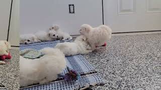 Cute Bichon Puppies Playing [upl. by Aek]