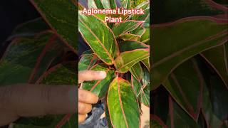 Aglonema Lipstick Indoor Plant  plants shortvideo shorts youtubeshorts viralshort ytshorts [upl. by Eirrehs]