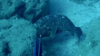 Big groupers Spearfishing Northcyprus [upl. by Hedges]