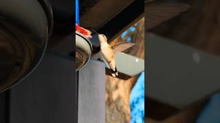 Slow Motion Hummingbird nature birds slowmotion [upl. by Eittocs]