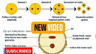 Chapter2Microsporogenesis and development of Male gametophyteBiology 12thNcert [upl. by Johnette]