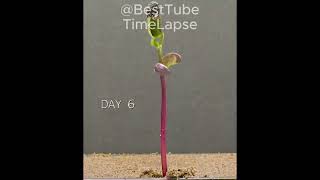 Feijão Preto  Time lapse gardening cultivation garden feijão timelapse plants agricultura [upl. by Adriane349]