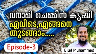 Where And How To Start Vanamei Shrimp Farming  Fish farm  വനാമി ചെമ്മീൻ കൃഷി എവിടെഎങ്ങനെ തുടങ്ങാം [upl. by Giff]