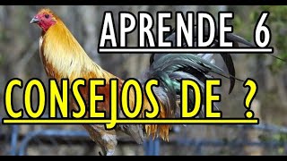 COMO SELECCIONAR SEMENTALES   Gallos Finos [upl. by Ayvid653]