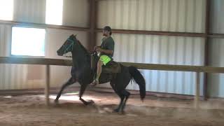 Standardbred Racking Mare FOR SALE [upl. by Sair173]