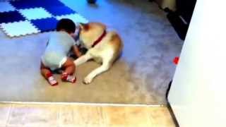 Akita dog attacks babywith a lot of love [upl. by Danialah]