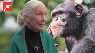 Why Chimpanzees Dr Jane Goodall Story [upl. by Yrome958]