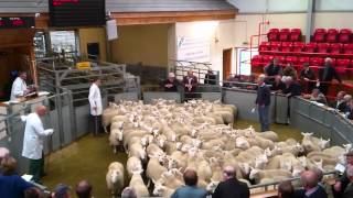 North country cheviots being sold at Dingwall Auction Mart [upl. by Akimak]