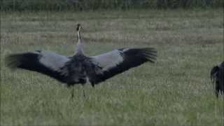 Common Crane Mating amp Dance [upl. by Avlasor]