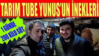 TarımTube Yunusun Süt İnekleri Bir İnekten Ne Kadar Süt Alıyoruz 200 Kg Sütü Kaç İnekten Alıyoruz [upl. by Eylhsa122]