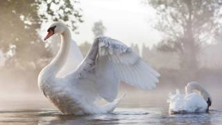 André Rieu  Le Cygne [upl. by Htirehc]