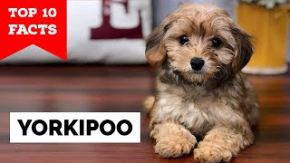 Yorkipoo  Top 10 Facts [upl. by Pate]