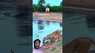 dog prey doglover predatory labrador funny animals life youtube ytshorts [upl. by Ostap]