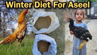 Aseel Feeding Plan In Winter  Aseel Murge ki Saridiyo Ki KhurakKhurak Aseel Murgo Ke Liye [upl. by Lorene]