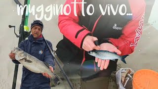 Surfcasting  innesco mugginotto o cefalo vivo per la spigola [upl. by Ateekal]