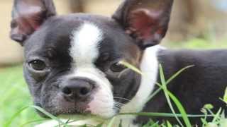 Honey Badger Narrates Thisis the Beautiful Boston and Boston Terrier [upl. by Valry614]