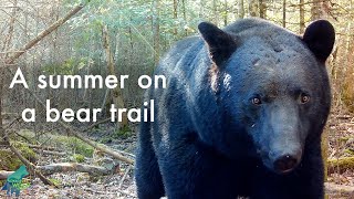 A summer on a bear trail [upl. by Wilscam886]