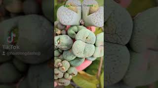 hoatrongdashop conophytum lithops succulents [upl. by Ener]